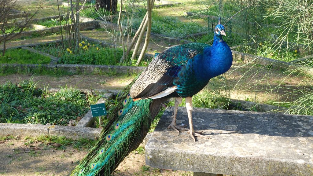 stolzer, bunter Vogel