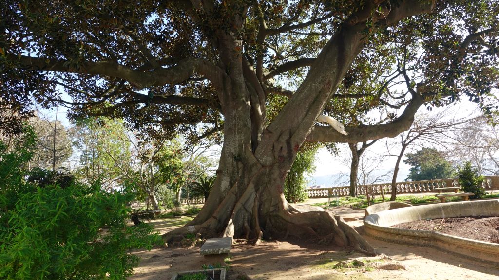 gewaltiger, uralter Baum