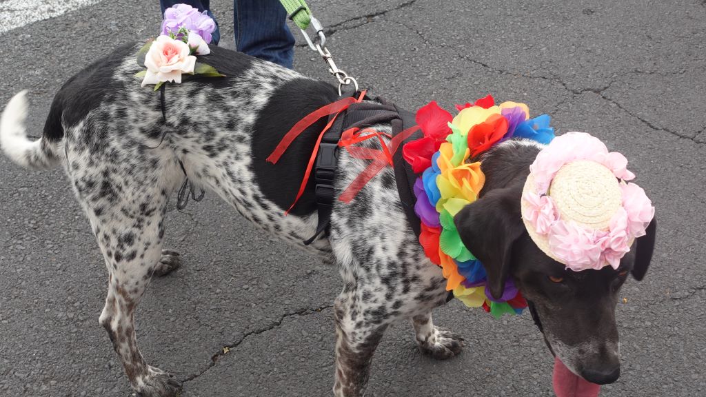 Hund mit Blumenschmuck