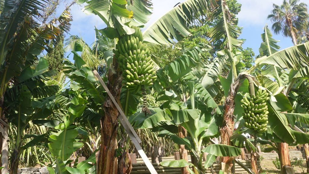 köstliche, süße Madeira-Bananen