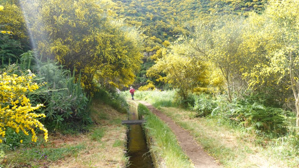 Levadas: Die Wasserkanäle sorgen für optimale Wasserversorgung
