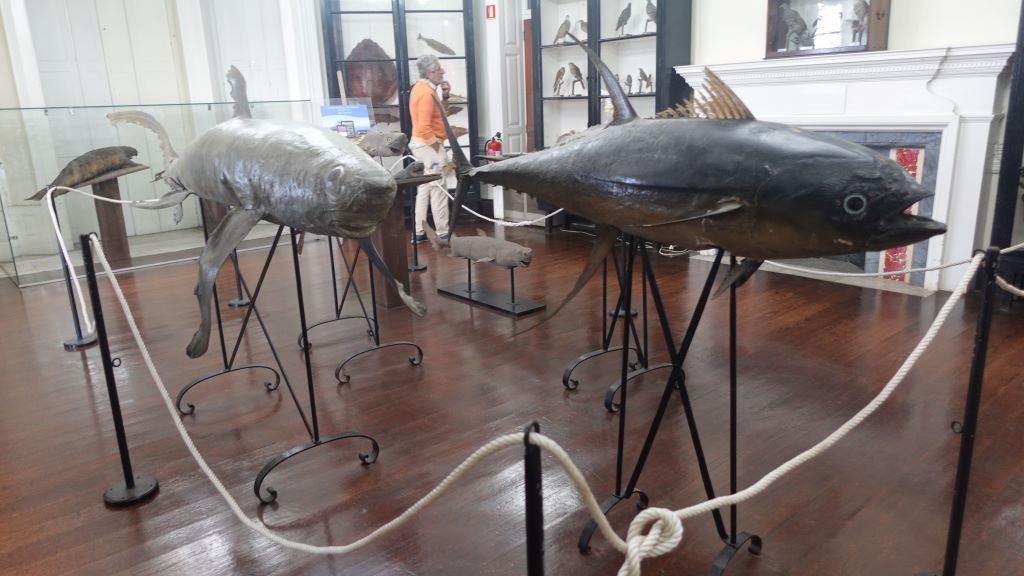 Im Naturkundemuseum liegt der Schwerpunkt bei Tierpräparaten