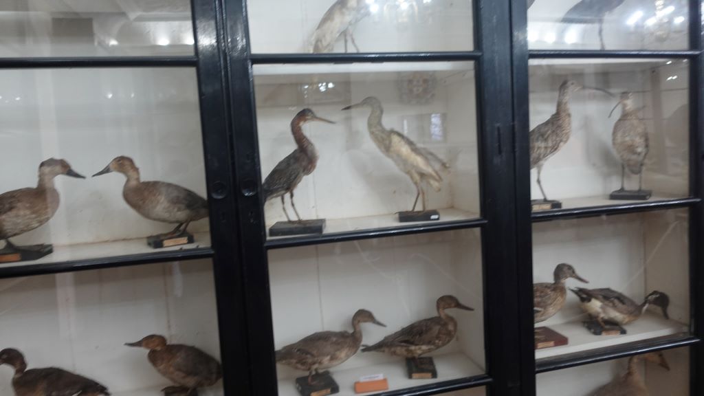 Im Naturkundemuseum liegt der Schwerpunkt bei Tierpräparaten