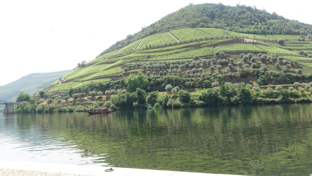 Weinberge in einer Kurve des Douro