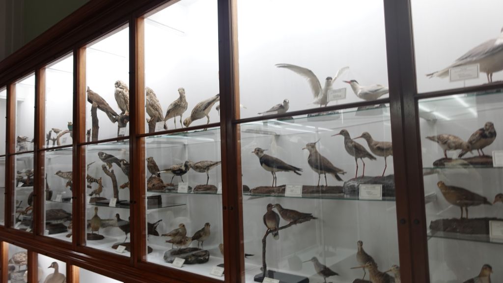 Der deutsche Wissenschaftler Dr. Günter Maul war von 1943 bis 1981 Direktor des Museums