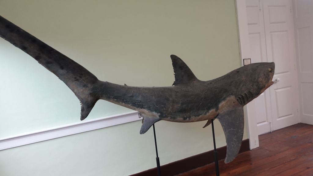 Museu de História Natural do Funchal (Naturhistorisches Museum Funchal) - Blick auf einen Hai