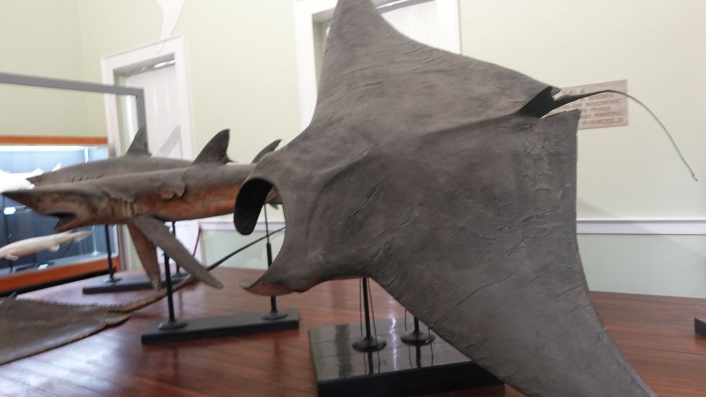 Der deutsche Wissenschaftler Dr. Günter Maul war von 1943 bis 1981 Direktor des Museums